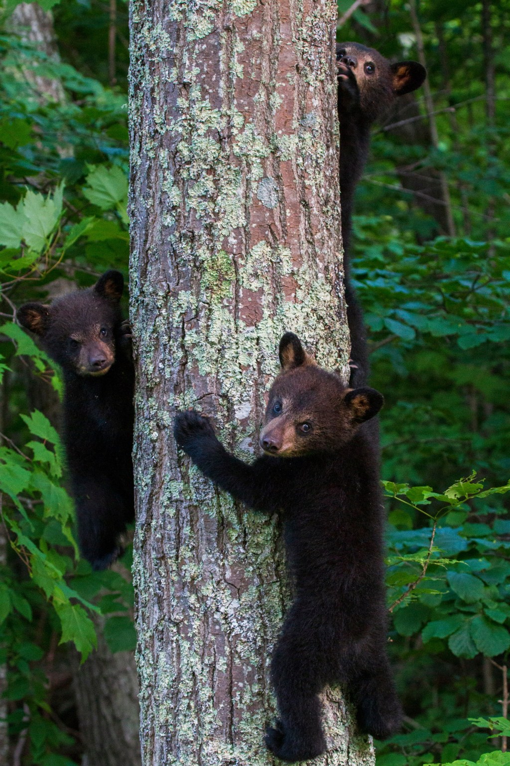 Bear and cubs spotted in Taneytown, police say