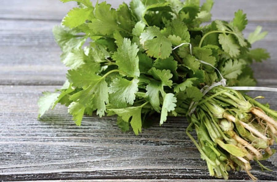 Biologically active compounds in fresh coriander helps regulate blood sugar