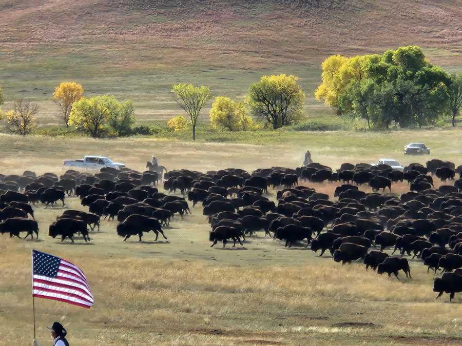 Bison hunting licenses to favor residents