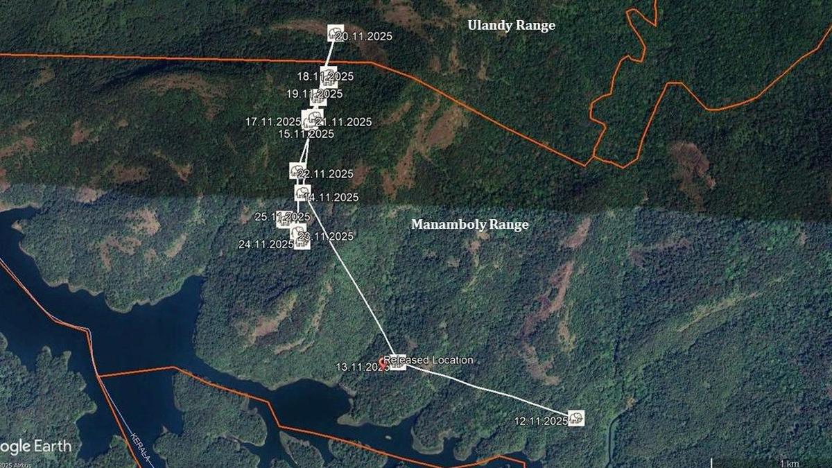 Bodily samples of elephant ‘Rolex’ to be tested in six laboratories