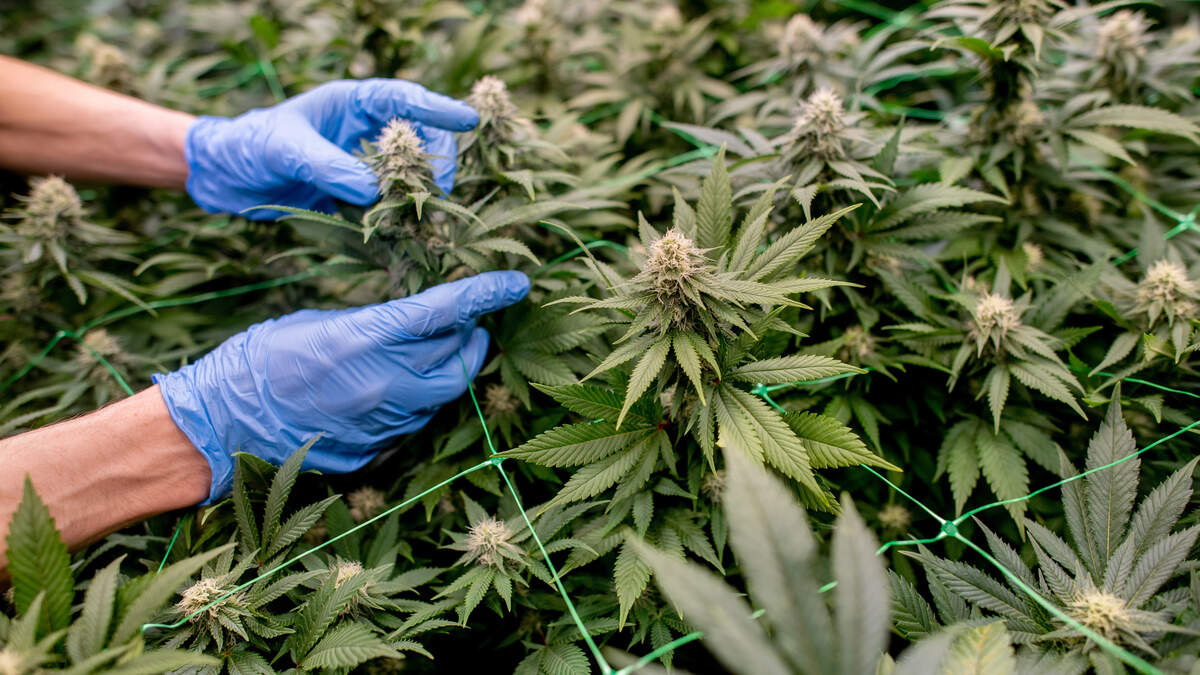 The cannabis plantation was around five kilometres from the border with Luxembourg as the crow flies.