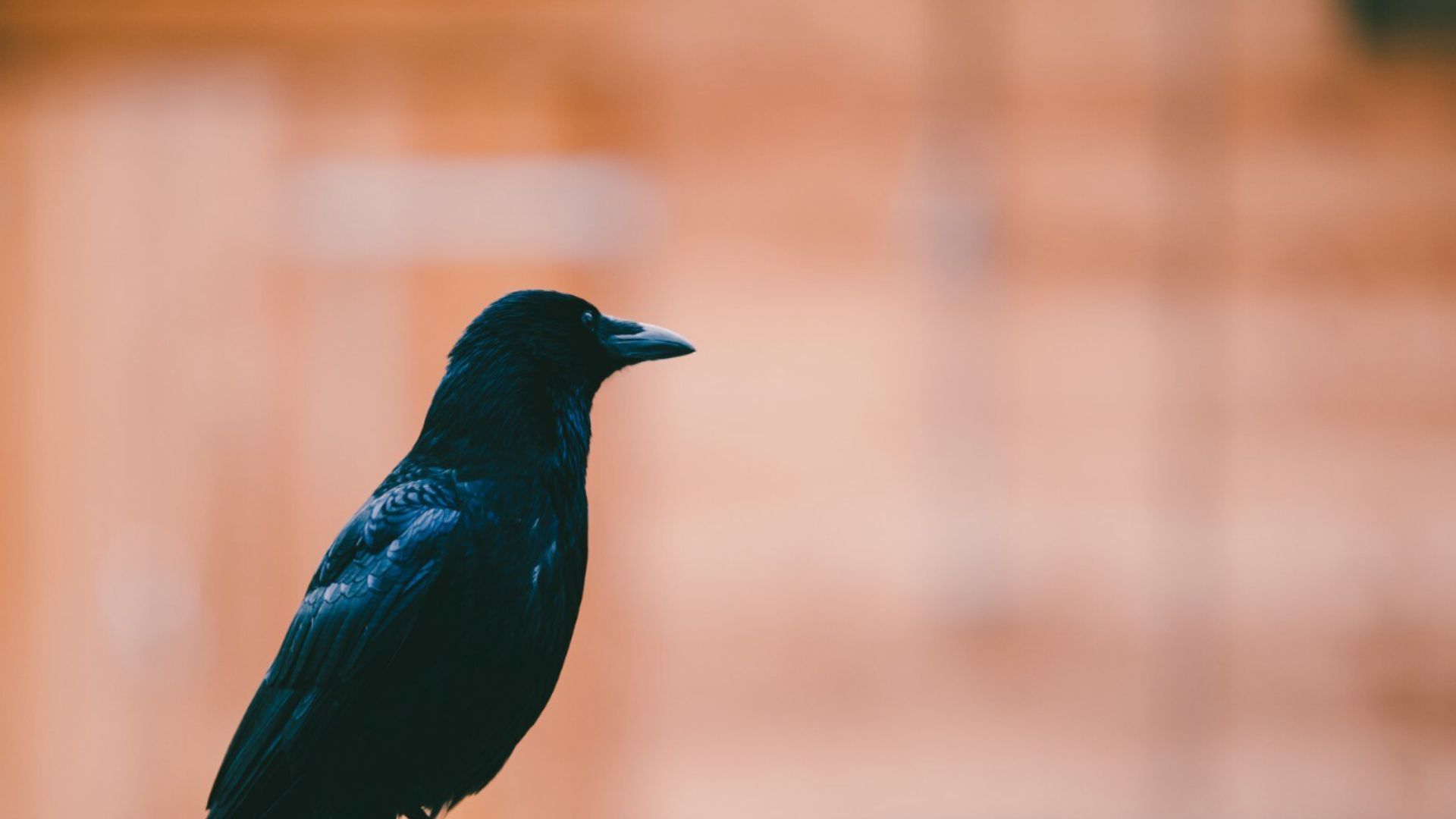 Crows raid food and trash at Bedok hawker centre, public raises concern about cleanliness and hygiene