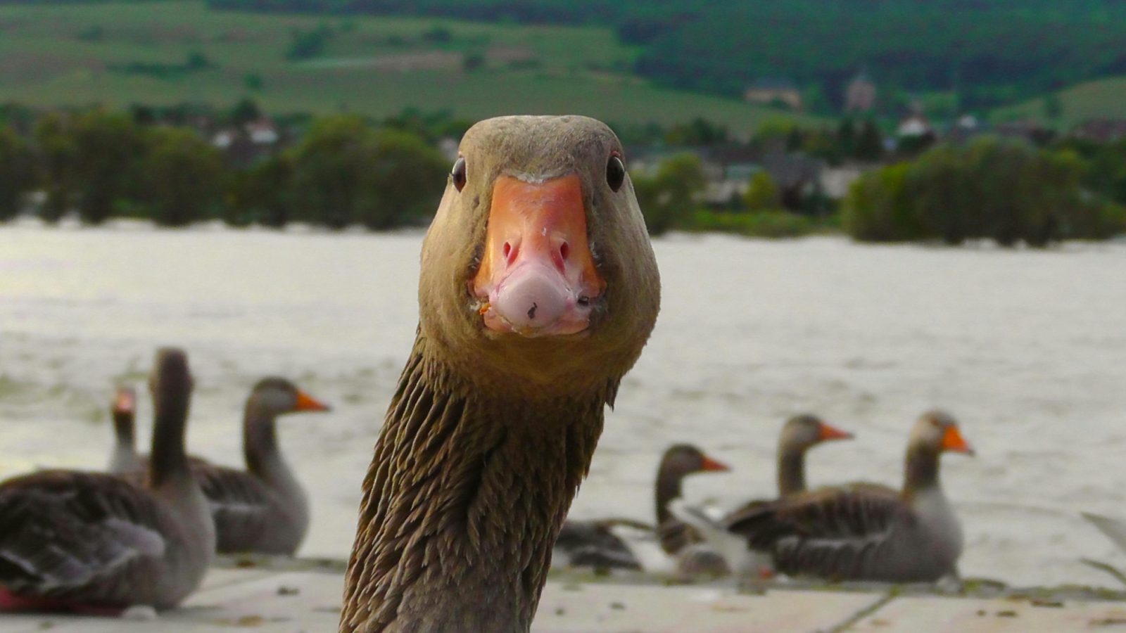 Czechs to Pay More for St. Martin’s Goose This Year