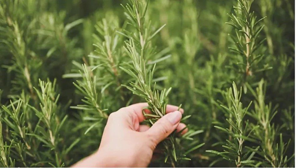 Discovery of a Rosemary Compound That Promotes Wound Healing...