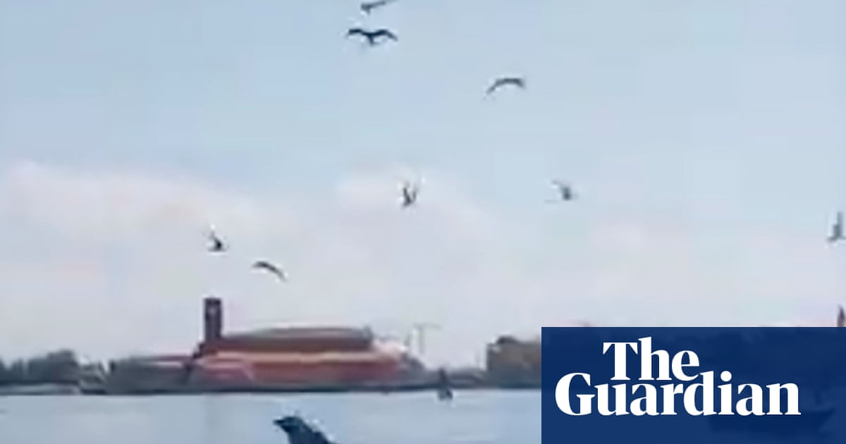 Dolphin seen near St Mark’s Square inspires Venetian rescue effort | Venice