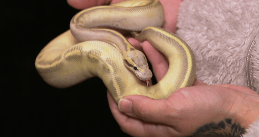 East Providence woman finds rare snake in her apartment