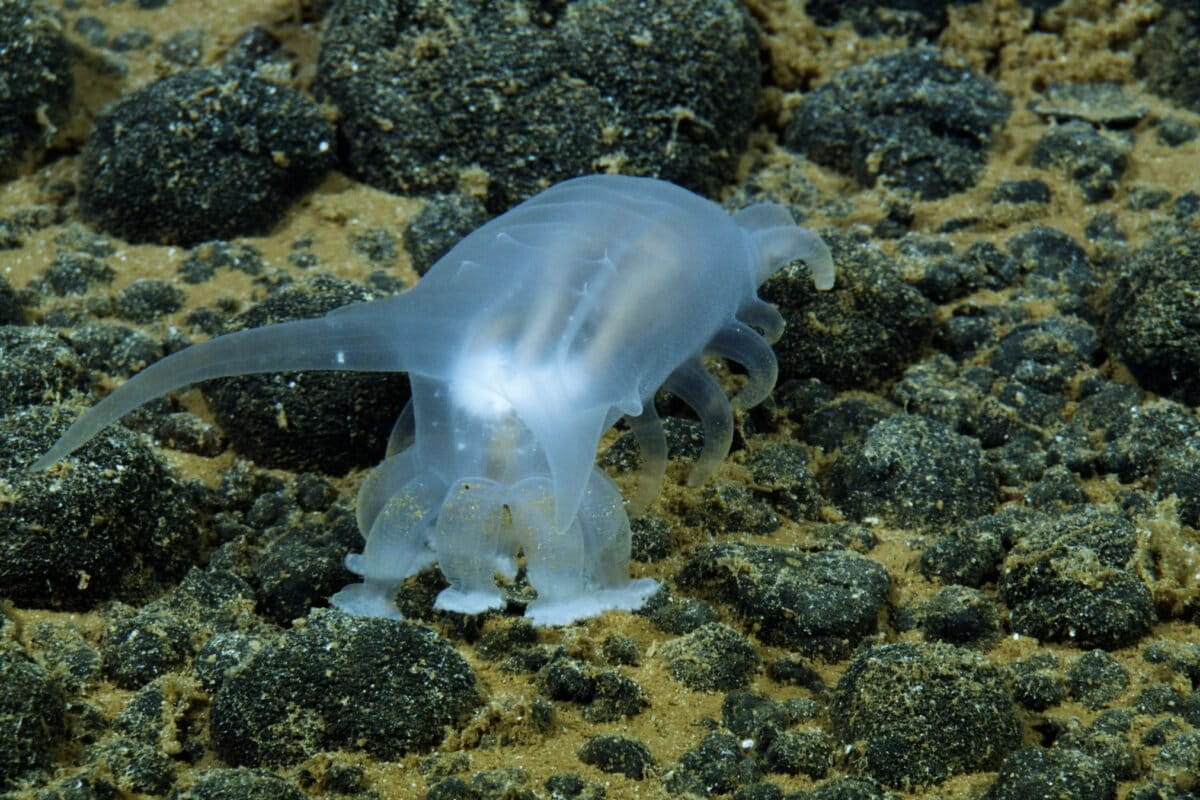 Expedition charts Cook Islands seafloor, amid scrutiny over mining motives