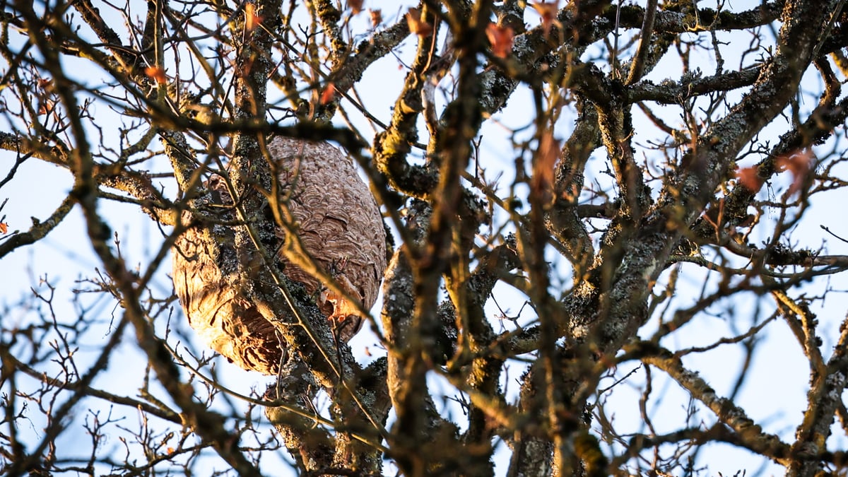In gardens and parks - here in Luxembourg City - the nests are currently conspicuous because the trees no longer have any leaves.