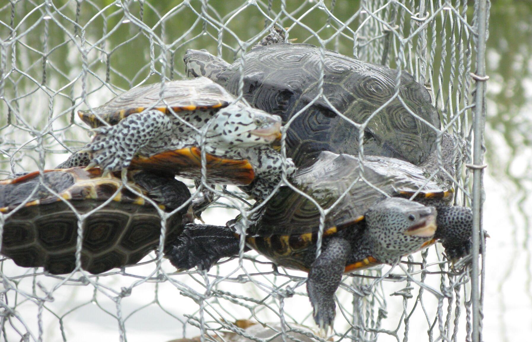 Georgia will research imperiled diamondback terrapin but declines to require protections