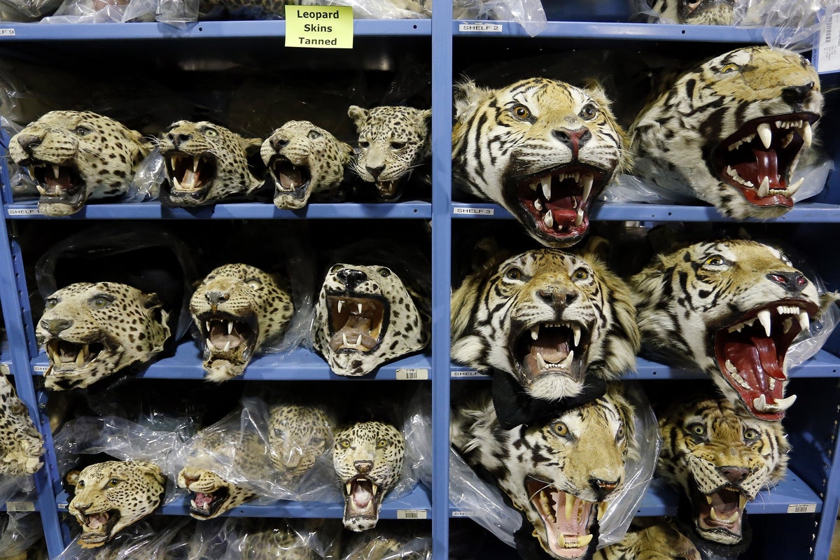 Global tiger trafficking crisis worsens with nine big cats seized monthly