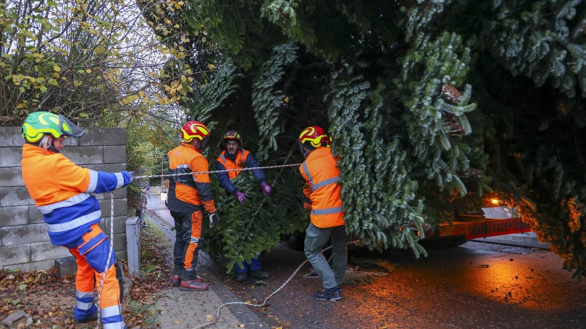 Eight employees from Luxembourg City Council moving the tree from its original home in Schifflange