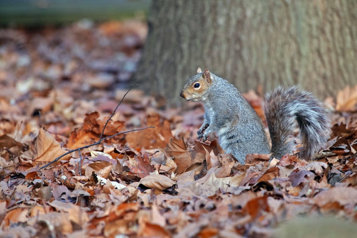 A squirrel in Central Park.