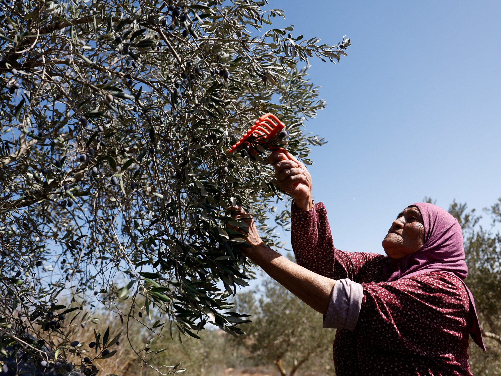 Israeli attacks on olive harvest ‘threaten Palestinian way of life’: UN | Israel-Palestine conflict News