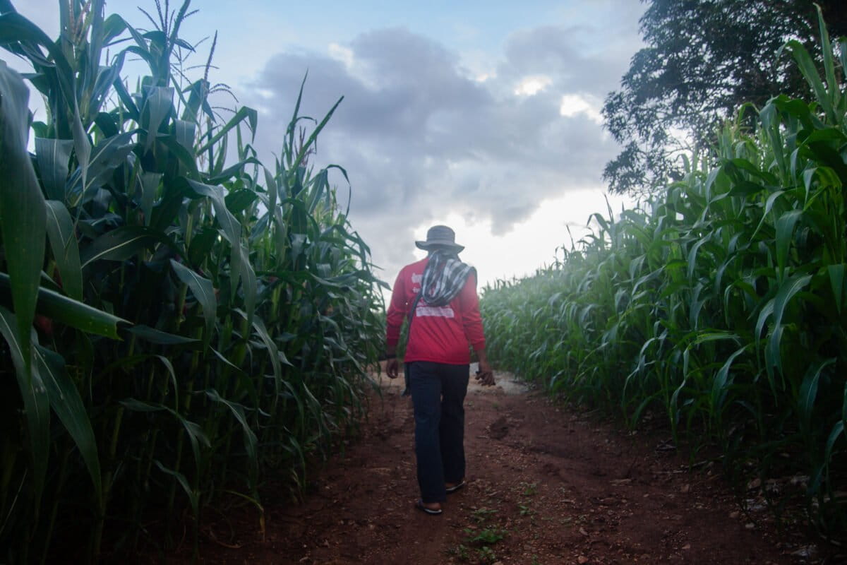 Watcharakon Jatoenpun, AKA Sprite, showed reporters the expansive maize farms he works on in Mae Cham district, where seasonal air pollution is tied to agricultural burning. Image by Gerald Flynn / Mongabay.