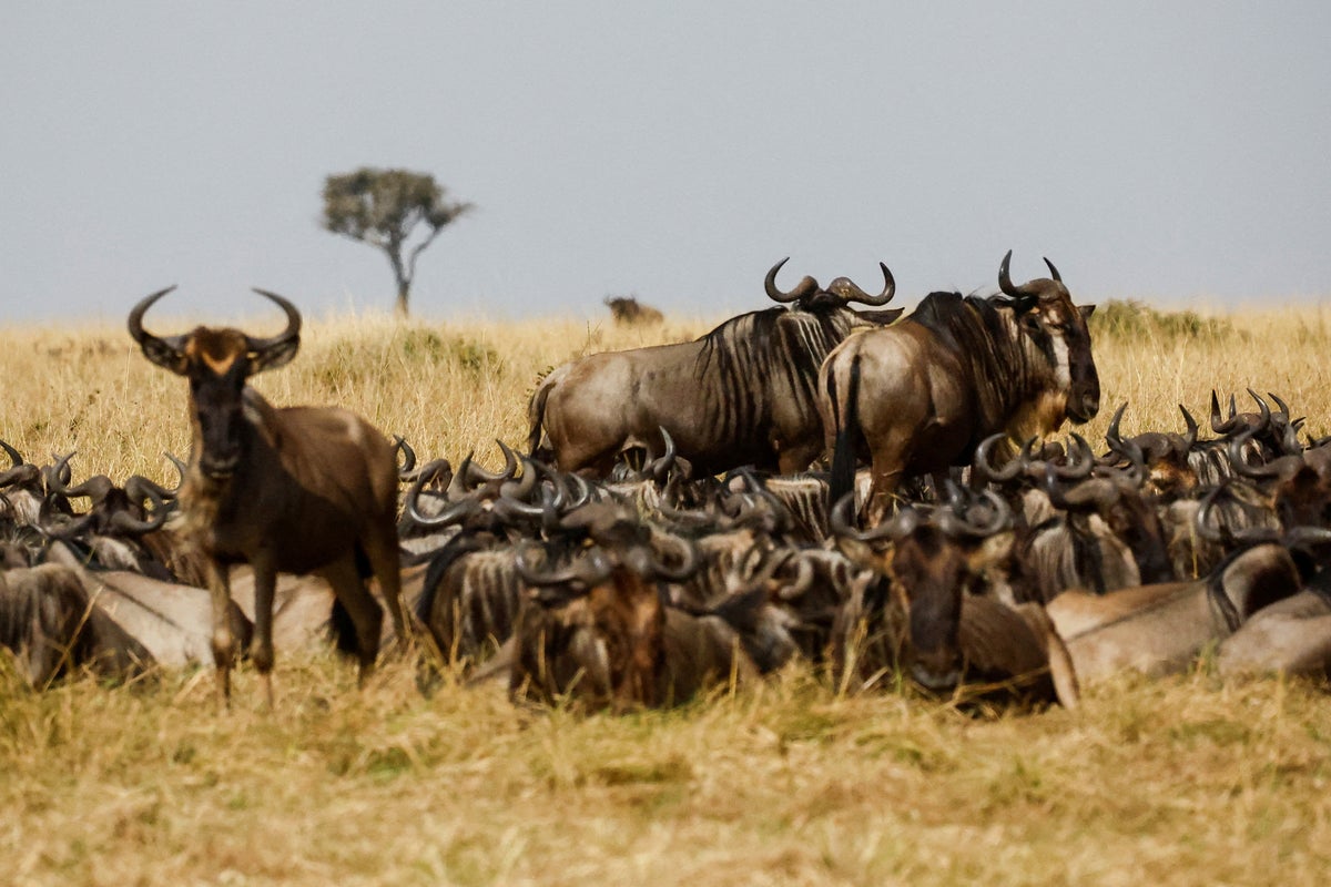 Kenya rejects fears new Ritz-Carlton luxury lodge will block wildebeest migration corridor
