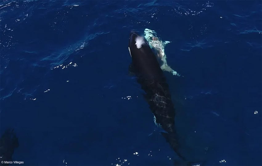 An orca swims next to the carcass of a great white shark