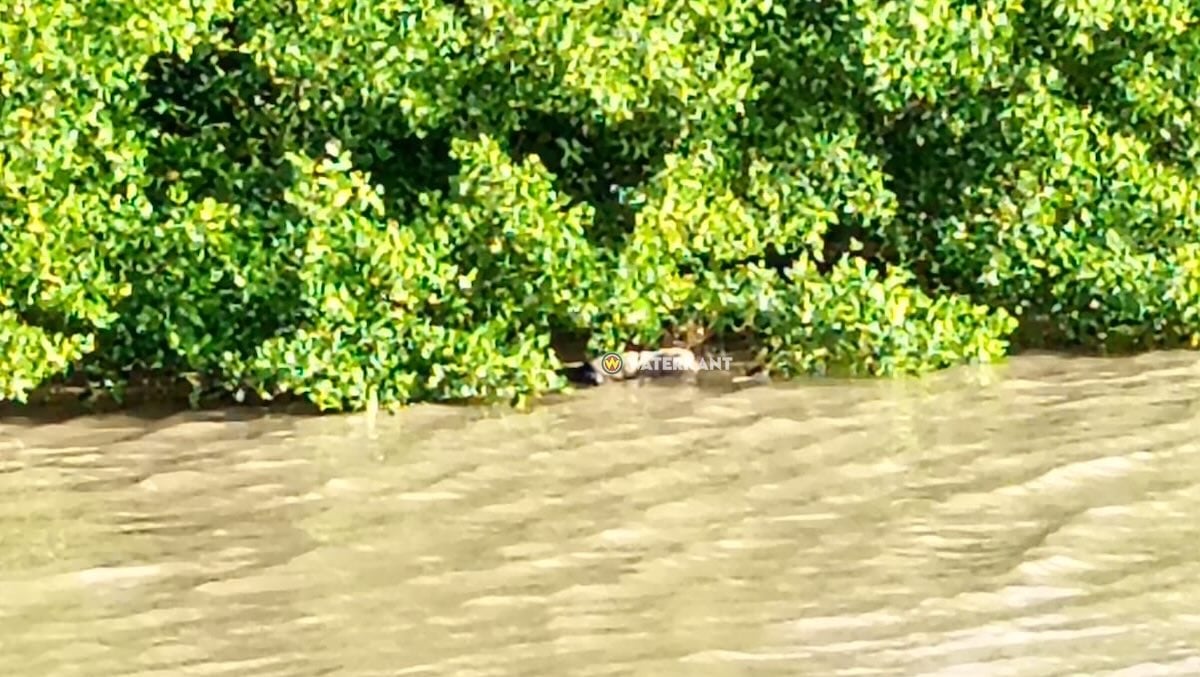 Lichaam van vrouw aangetroffen in rivier; identiteit nog onbekend