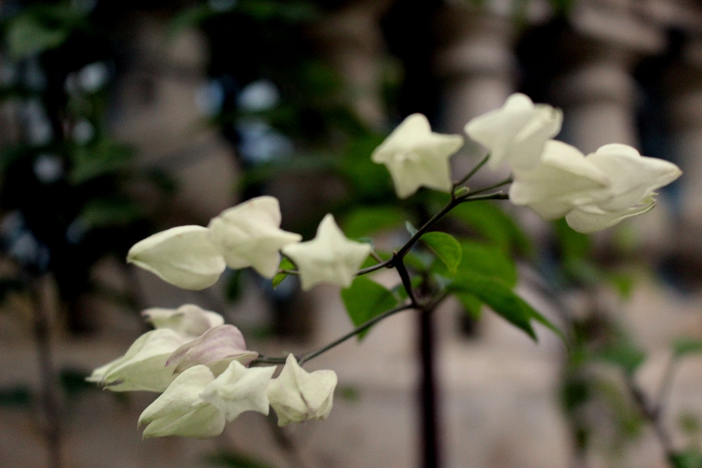 Macrophotography in Cuba of Natural Elements
