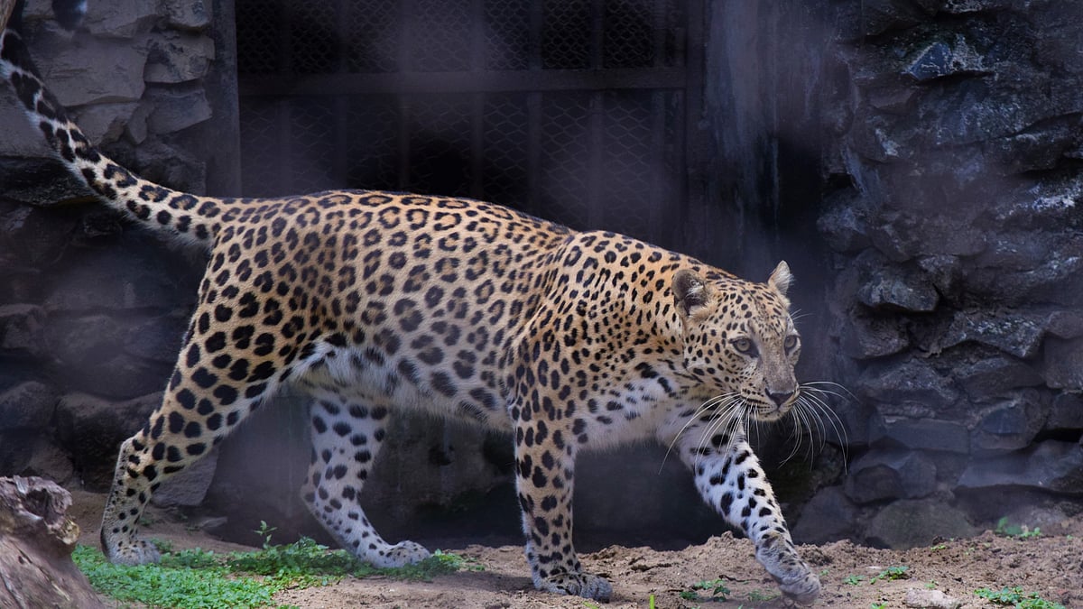 Maharashtra Government Ramps Up Measures To Curb Leopard Attacks; AI, Drones Used For Surveillance