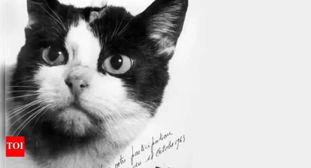Meet Felicette: France’s first cat in space and historic feline astronaut |