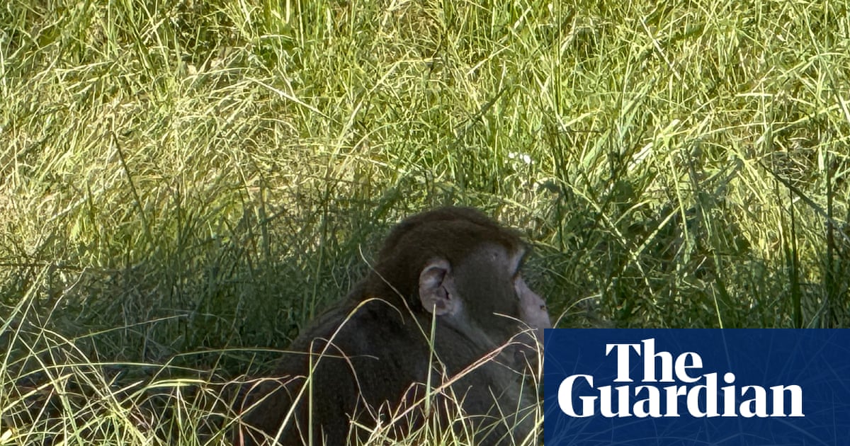 Mississippi woman fatally shoots monkey escaped from overturned truck | Mississippi