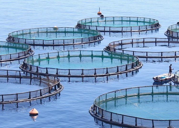 Maple Farm Rabat Morocco Authorizes 300 Marine Aquaculture Farms – CONVEN.ORG | HOME