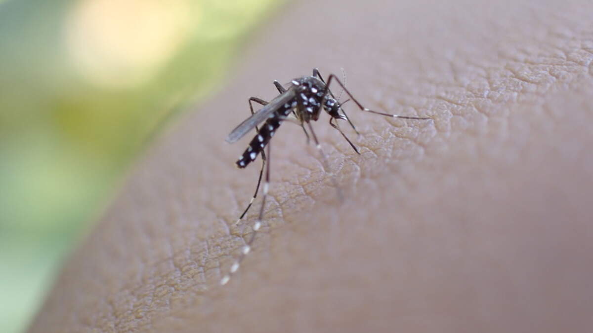 New invasive insect species in Luxembourg: impact of climate change and ...