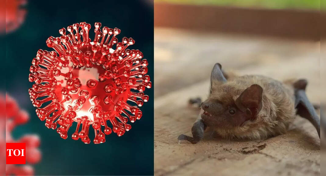 New pandemic alert? BRZ batCoV discovered in Brazil’s moustached bats, revealing natural origins of Covid-like virus |