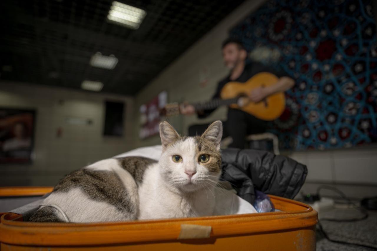 A cat named “Sirkecili” has become a beloved companion of street musicians performing on the platform at Sirkeci Marmaray Station in Istanbul, Türkiye, November, 7, 2025. (AA Photo)