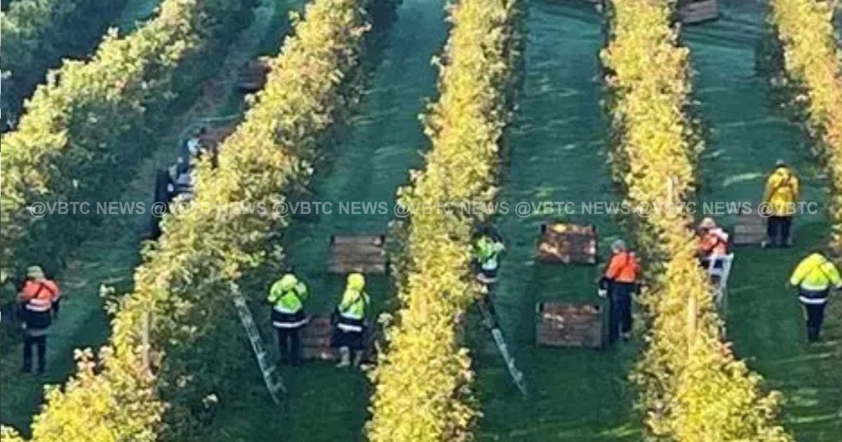 Ni-Van Injured in Australia Cherry Farm Accident