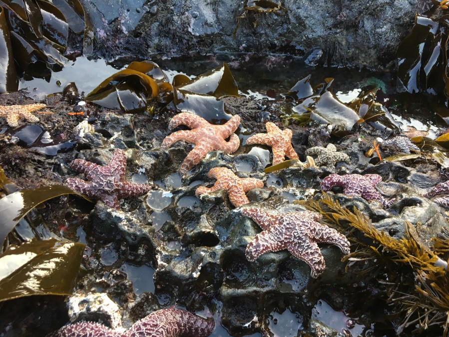 Oregon sea stars show signs of recovery after decade of decline, study shows