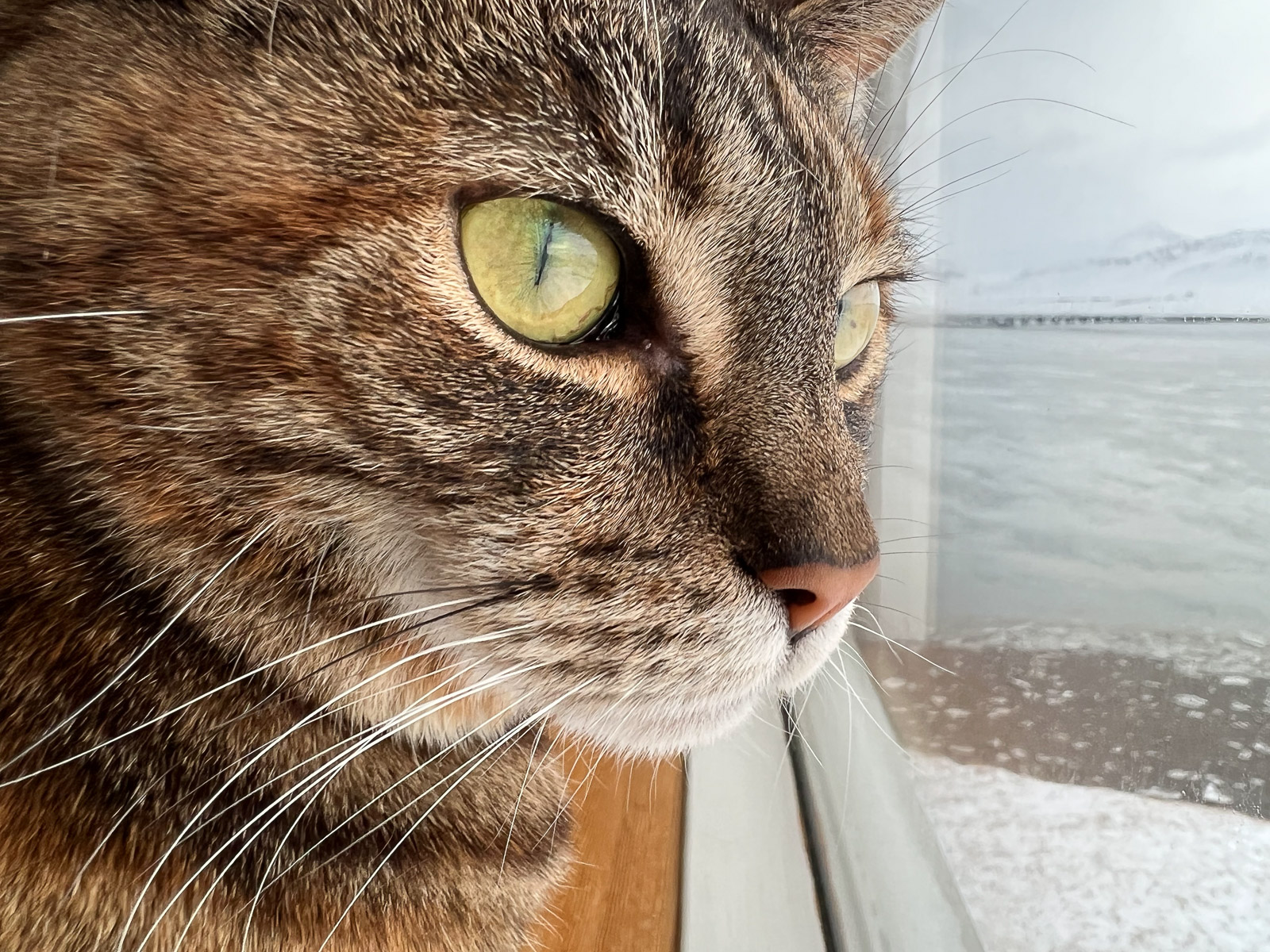 Pets Allowed In Apartment Buildings After Bill Passes