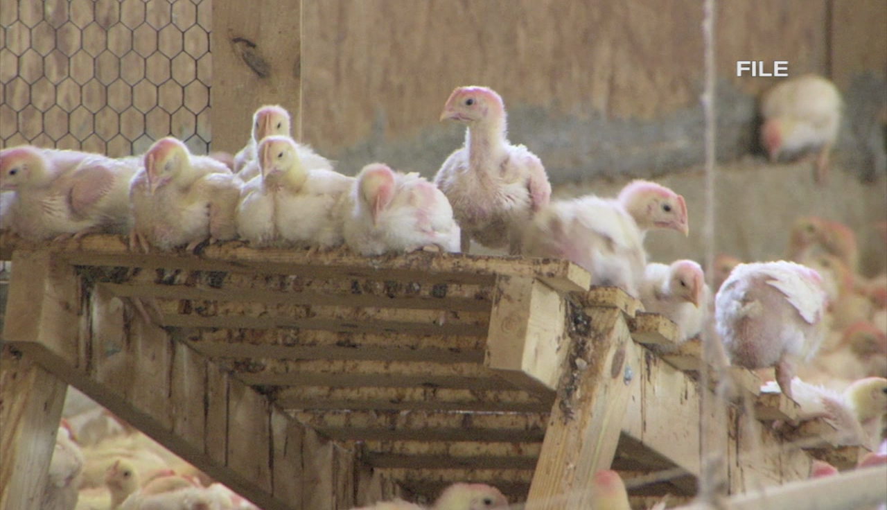 Presumptive Positive Case of Bird Flu Found in Kent Co. Poultry Flock