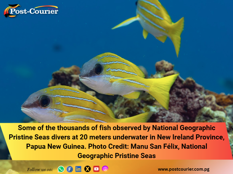 Rare giant grouper sighted as researchers confirm 'sensational' world-class diving in PNG