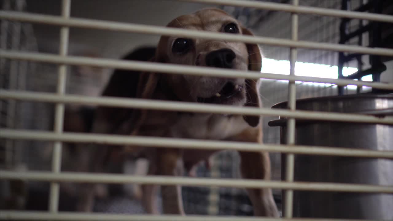 Ridglan Farms vet’s suspension upheld, disciplinary case continues