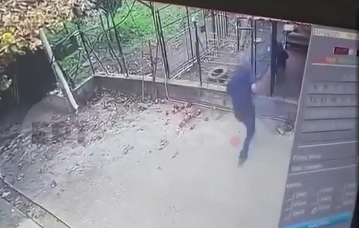 Rottweiler attacks owner, shot dead by police: Animal abuse