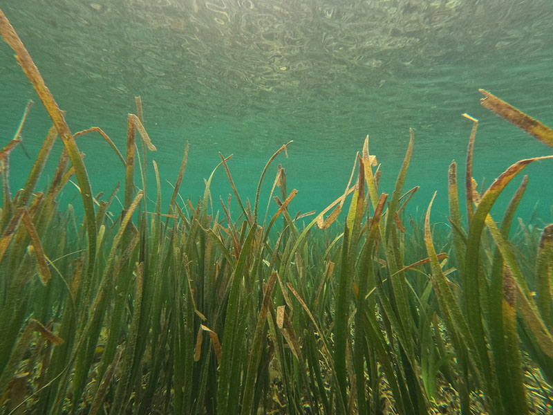 Scientists call for stronger action to save Indonesia’s vanishing seagrass meadows