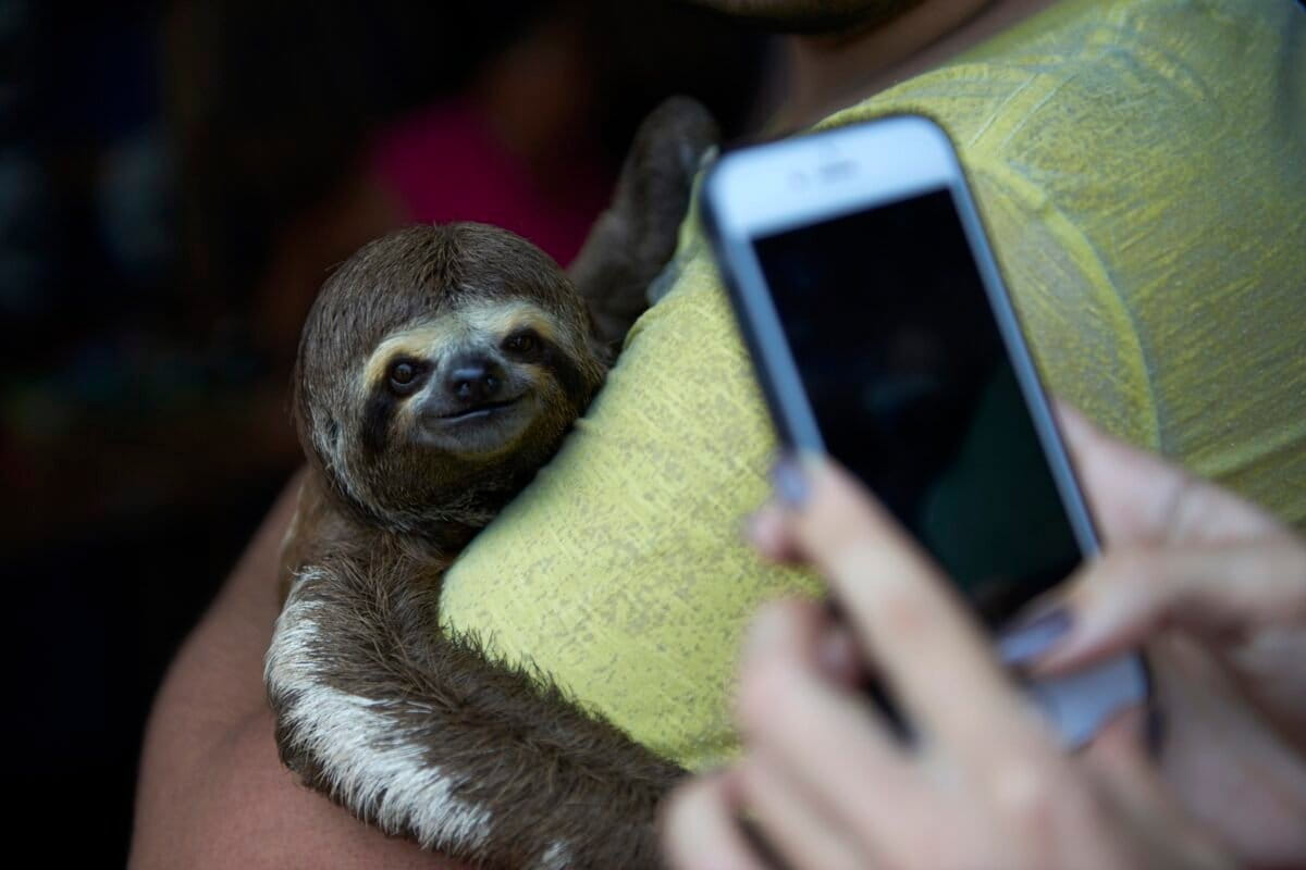 Sloth selfies are feeding a booming wildlife trafficking trade