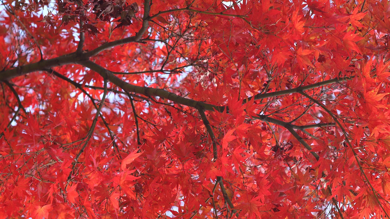 Szeged Botanical Garden Shines in Brilliant Autumn Colors