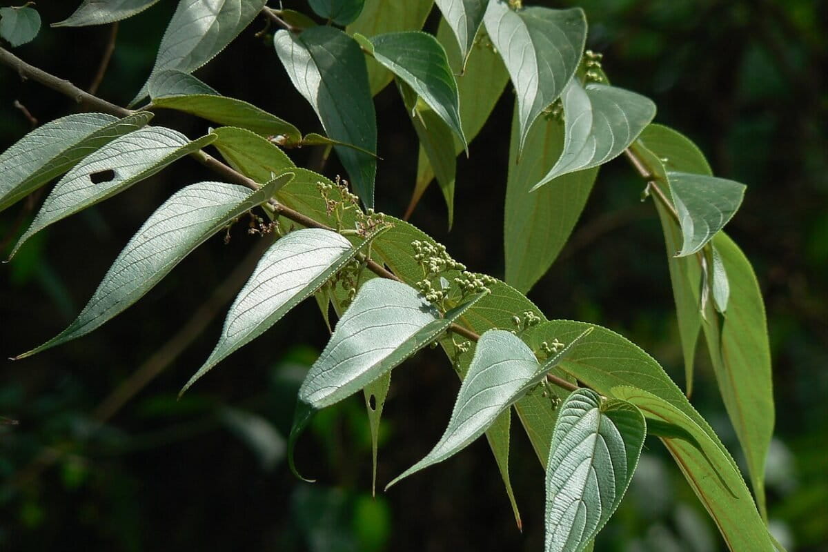 The uncertain future of DRC’s traditional medicine, a heritage to save (commentary)