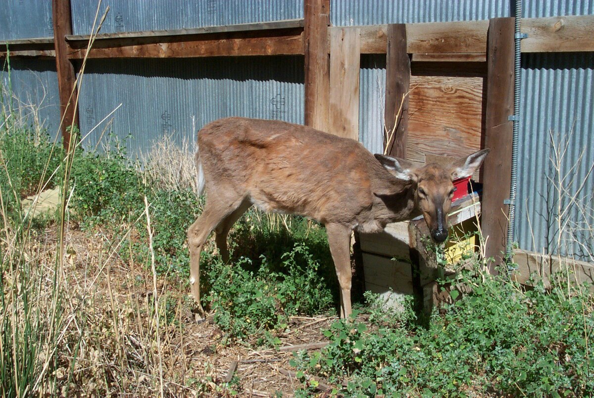 This fatal deer disease is moving toward Maine like a wildfire