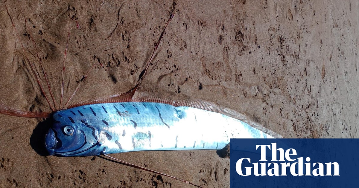 Three-metre giant oarfish, ‘palace messenger’ of doom, washes up on Tasmanian beach | Environment