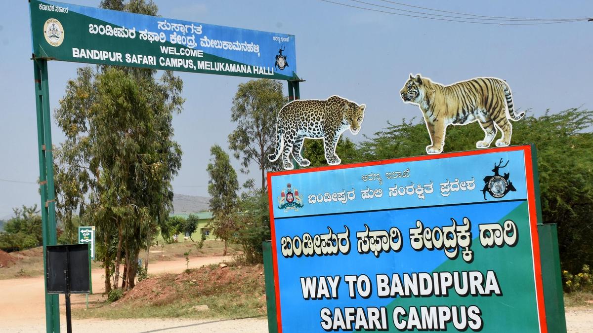 Tiger attacks: Karnataka Minister orders closure of safari in Bandipur, Nagarahole