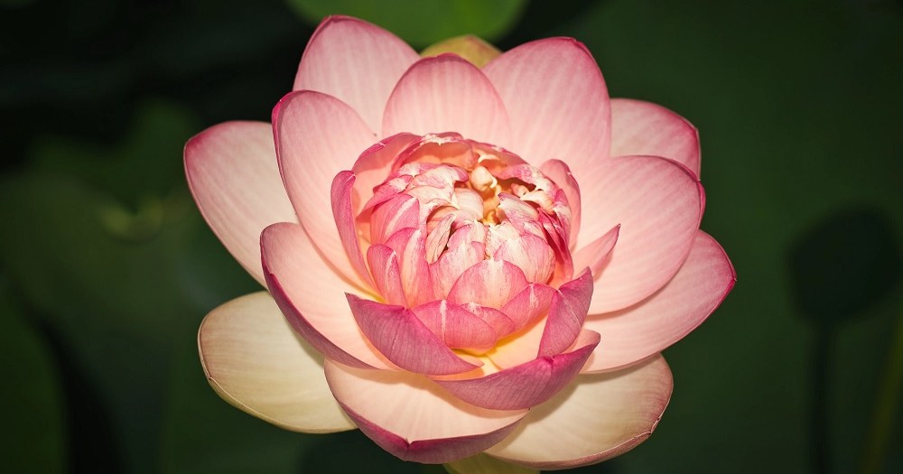 Top Japanese baby names for 2025 feature flowers, colors, and a first-time-ever favorite for girls