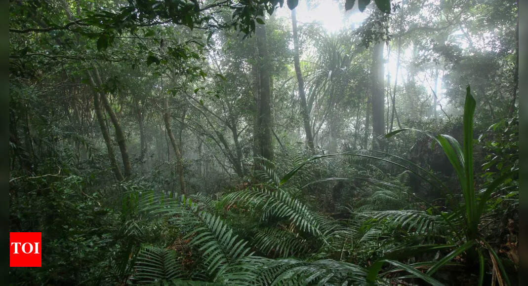 Top rainforests in the world and why they’re crucial for our planet’s survival | World News
