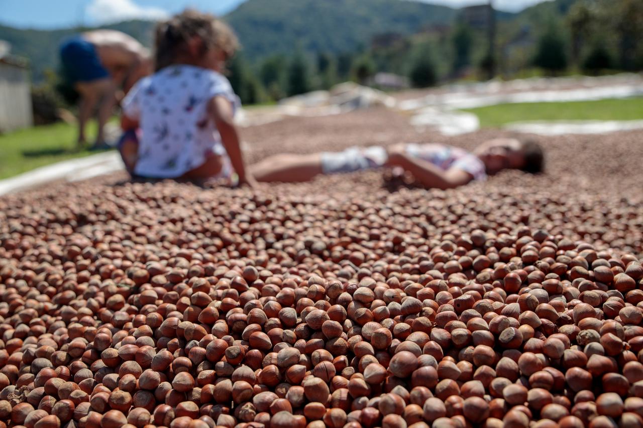 Children play near piles of freshly harvested hazelnuts drying in Ordu, Türkiye. (Adobe Stock Photo)