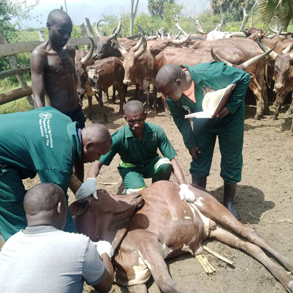 Uganda to vaccinate 44.5 million animals against foot-and-mouth disease