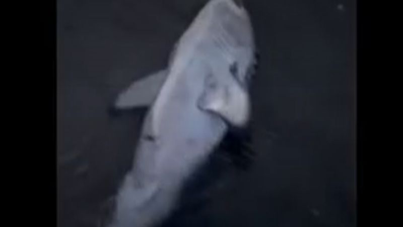 VIDEO: Woman rescues beached shark on Oregon Coast