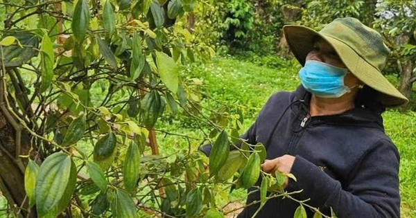 Vietnamese pepper on track for $1.5bn export record in 2025