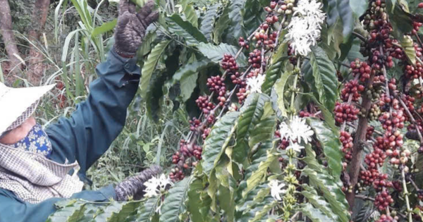 Vietnam’s coffee exports reach a record high, yet questions loom over 2026
